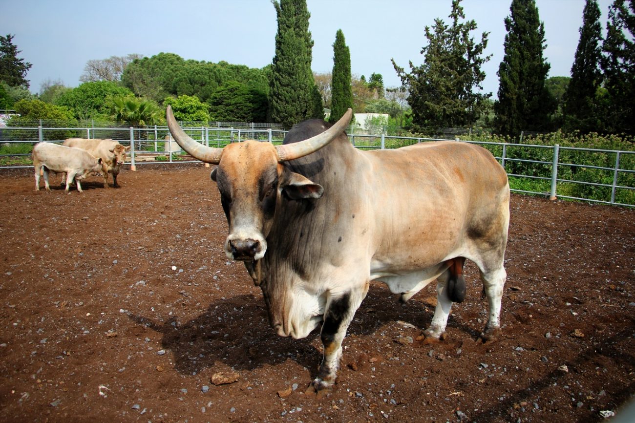סוזוקי סופר סוויפט, יקב הר אודם, גיליס מסעדה, טיול לרמת הגולן