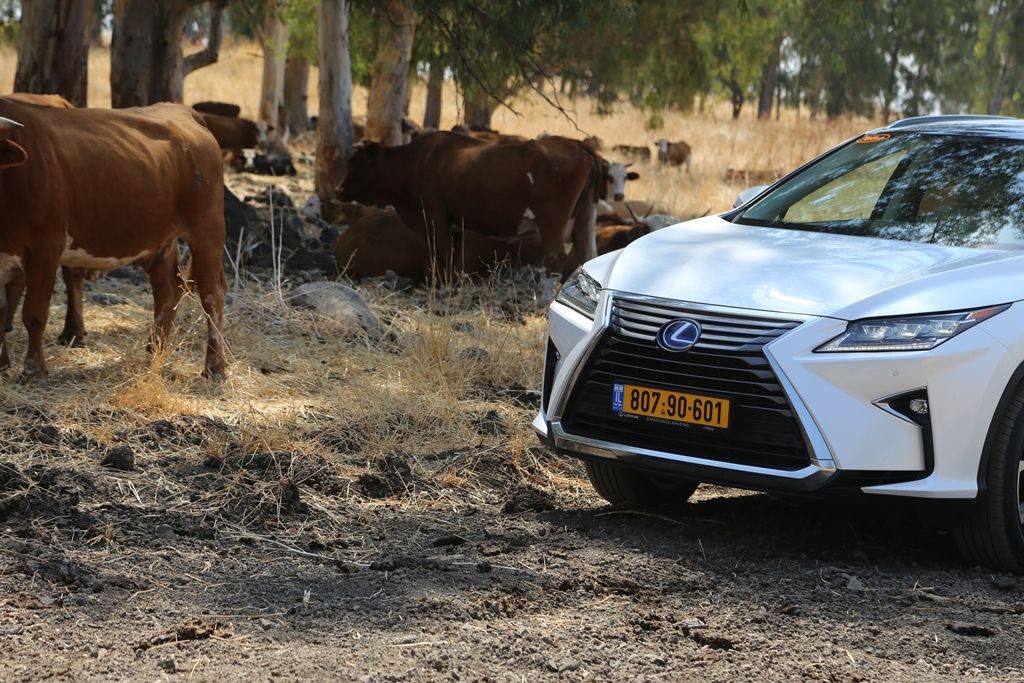 יקב רמת הגולן לקסוס